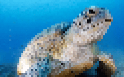 Queste immagini di animali in via d’estinzione contengono tanti pixel quanti sono gli esemplari rimasti