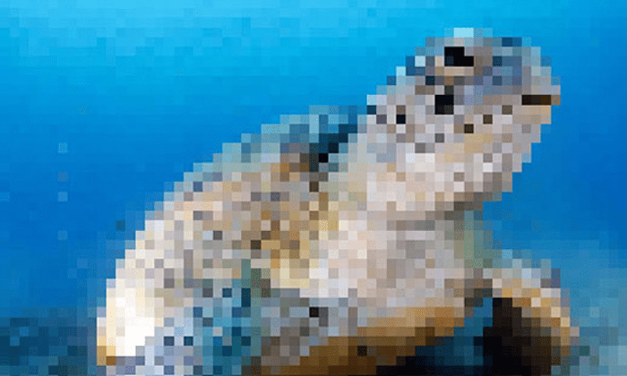 Queste immagini di animali in via d’estinzione contengono tanti pixel quanti sono gli esemplari rimasti