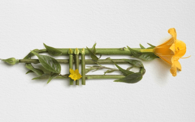 Raku Inoue realizza splendide composizioni naturali fatte con fiori, foglie e cortecce