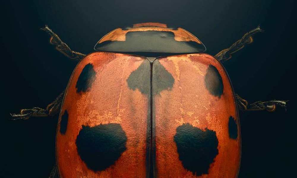 Gli insetti come non li avete mai visti negli scatti macro di Levon Biss