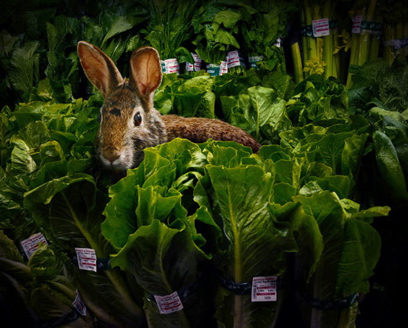 Wild Animals in the Supermarket