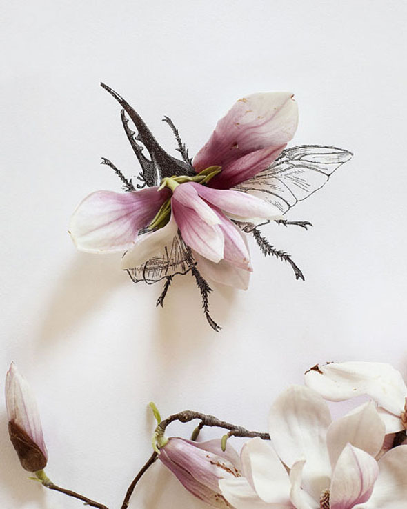 Magnolias and Bugs